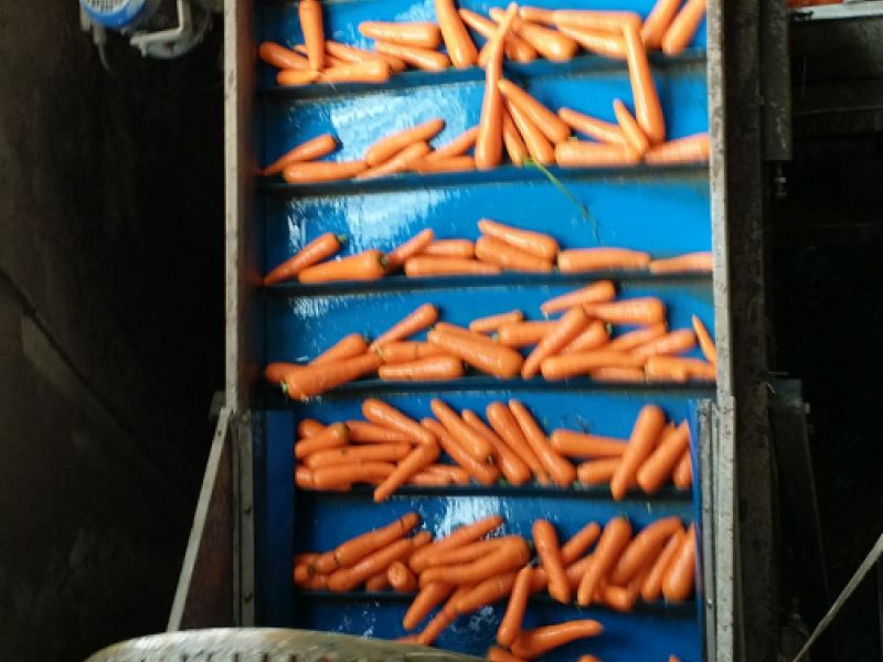 Máquina de recolección de hortalizas con zanahorias