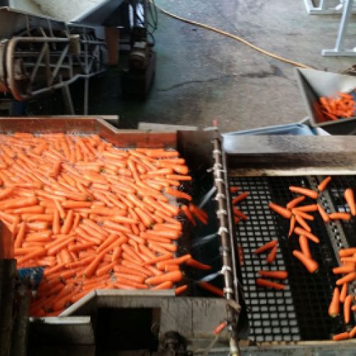 Máquina con zanahorias seleccionadas