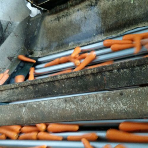 Lavado de zanahorias en máquina