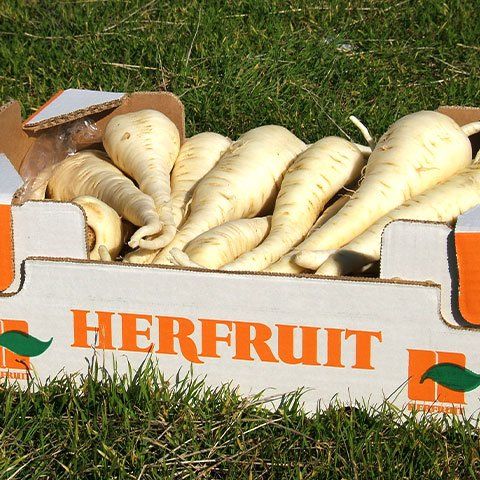Chirivías Herfruit