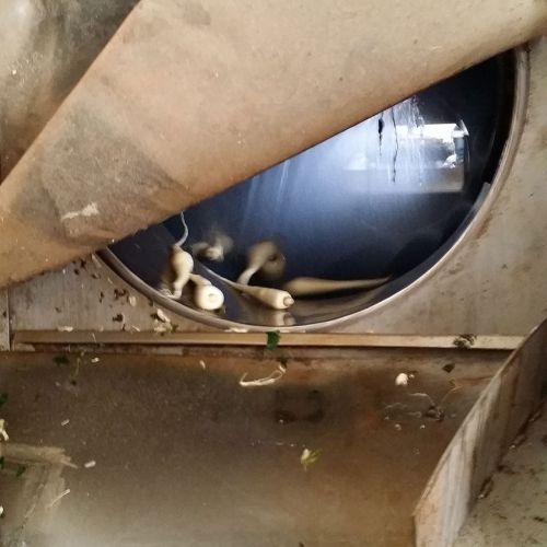 Máquina con chirivias seleccionadas