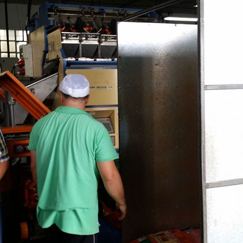 Trabajador preparando envasdado de zanahorias en bolsa