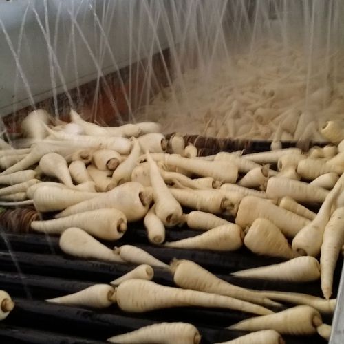 Máquina de lavado de hortalizas con chirivias