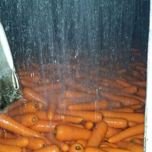 Máquina de lavado de hortalizas con zanahorias