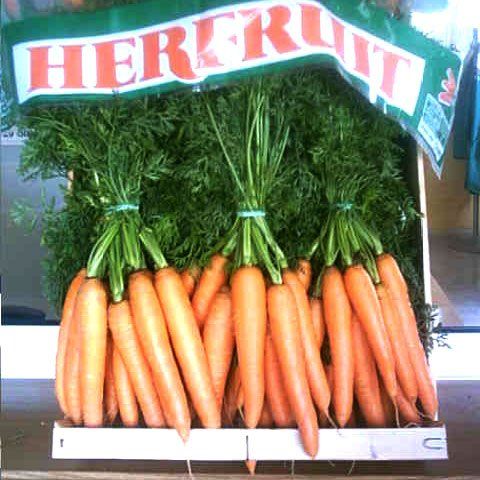 Zanahorias Herfruit