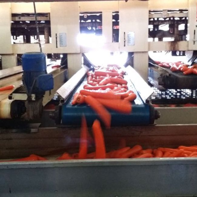 Mayorista de hortalizas en segovia