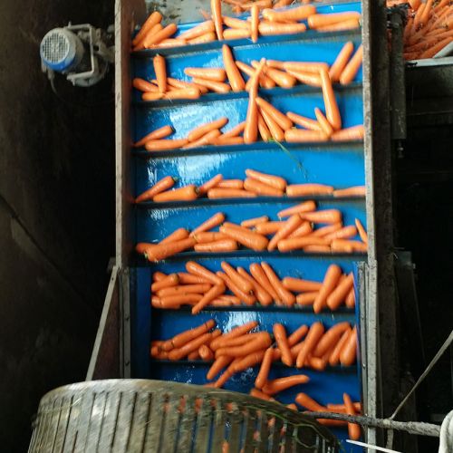 Máquina de recolección de hortalizas con zanahorias