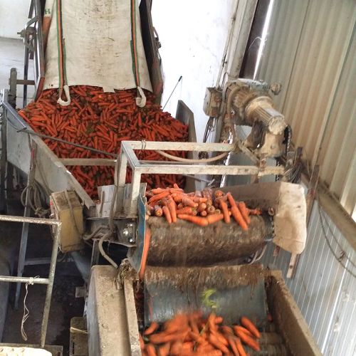 Máquina preparando zanahorias en máquina de recolección