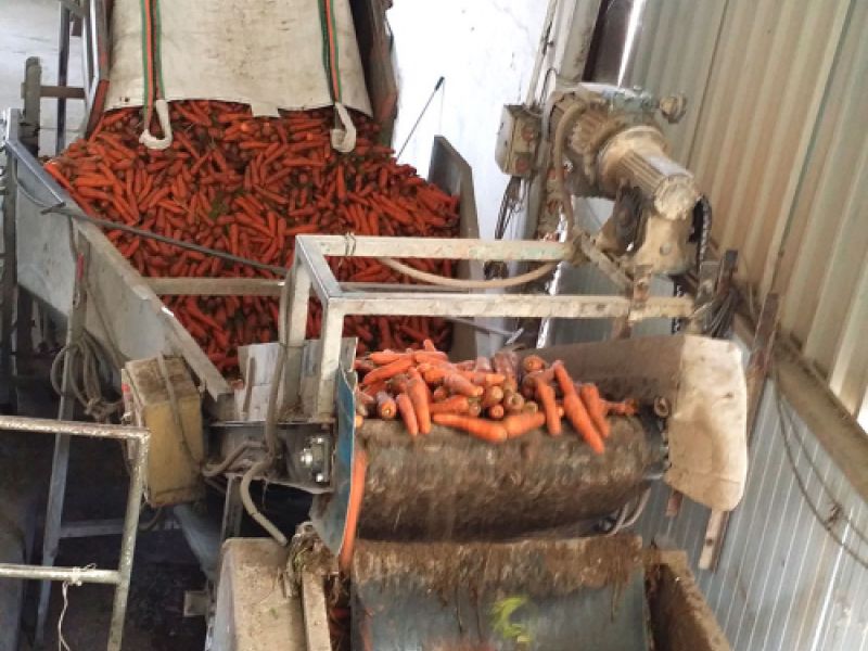 Máquina preparando zanahorias en máquina de recolección