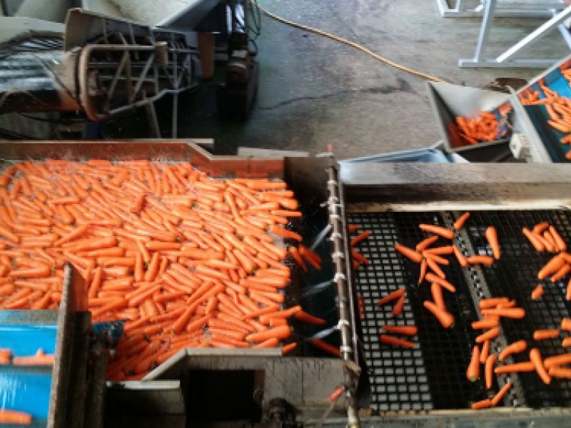 Máquina con zanahorias seleccionadas